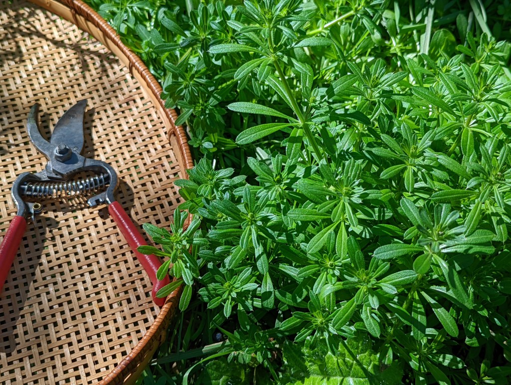 Spring Cleaning Your Body with Cleavers